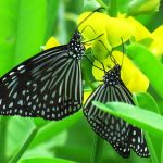 Two butterflies on yellow flowers amidst lush green leaves, showcasing nature's beauty.