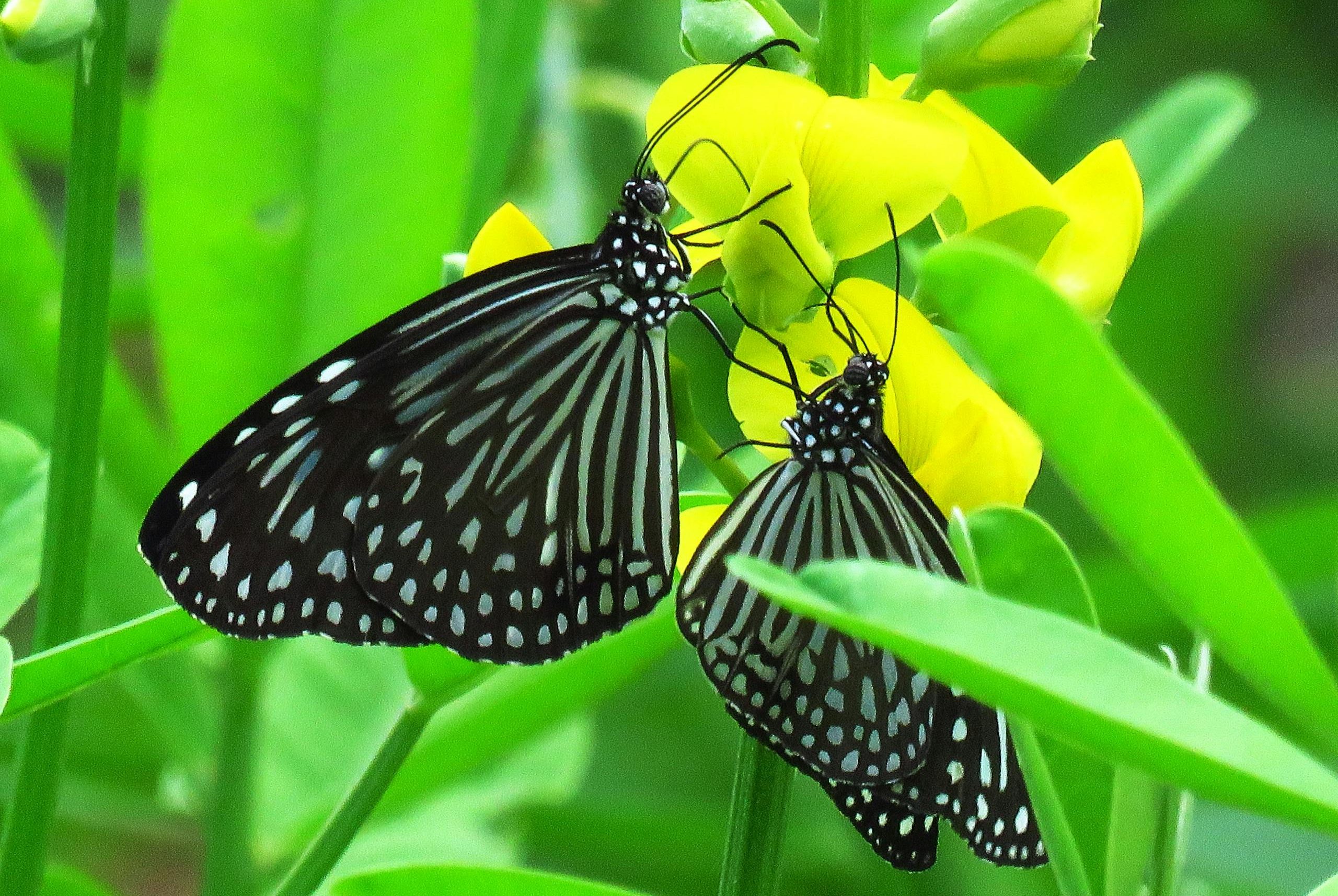 Two butterflies on yellow flowers amidst lush green leaves, showcasing nature's beauty.