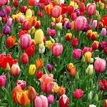 A colorful array of tulips blooming in a field, showcasing the beauty of spring season.