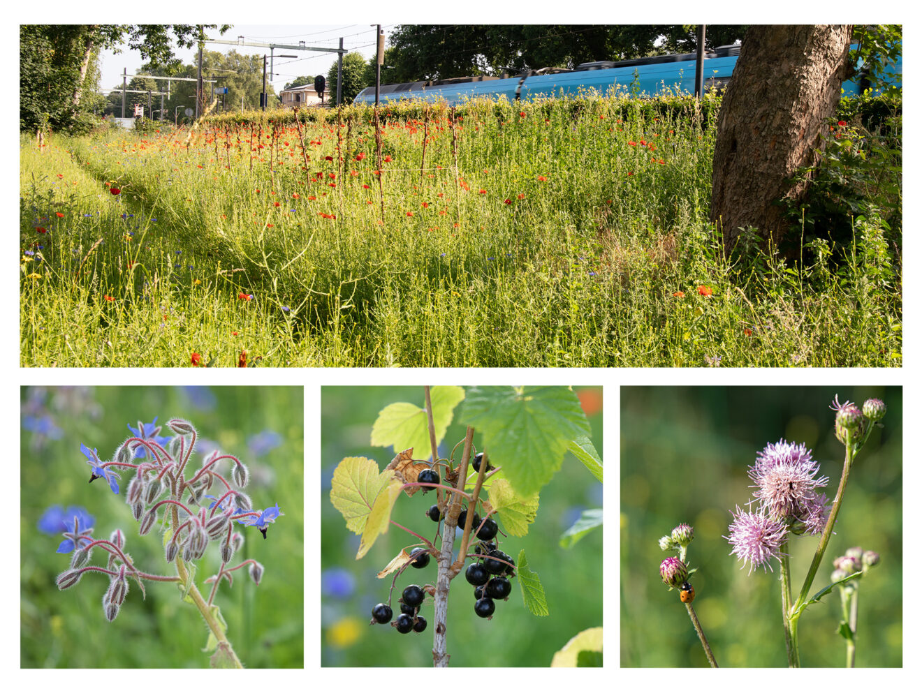 Help mee in de Spoortuin tijdens de Nationale Natuurwerkdag op zaterdag 1 November 