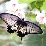 Close-up of a butterfly resting on white flowers, showcasing intricate wing patterns and vibrant flora.