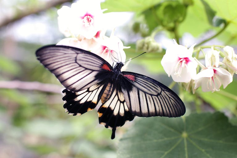 Close-up of a butterfly resting on white flowers, showcasing intricate wing patterns and vibrant flora.