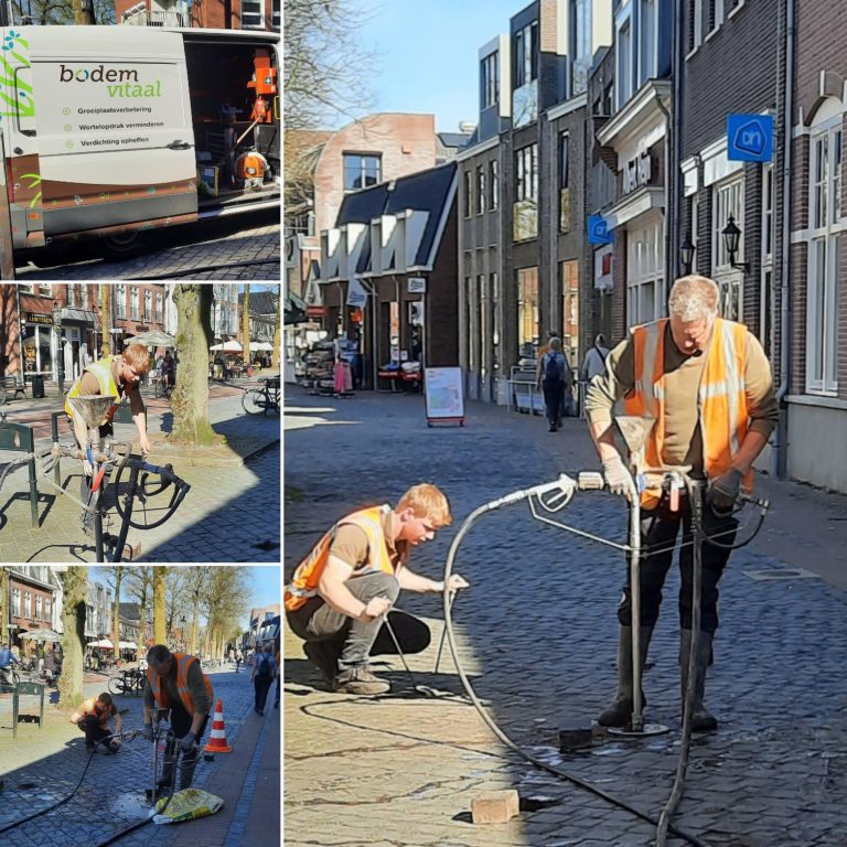 Goede zorg Lindebomen Dorpsstraat Lunteren