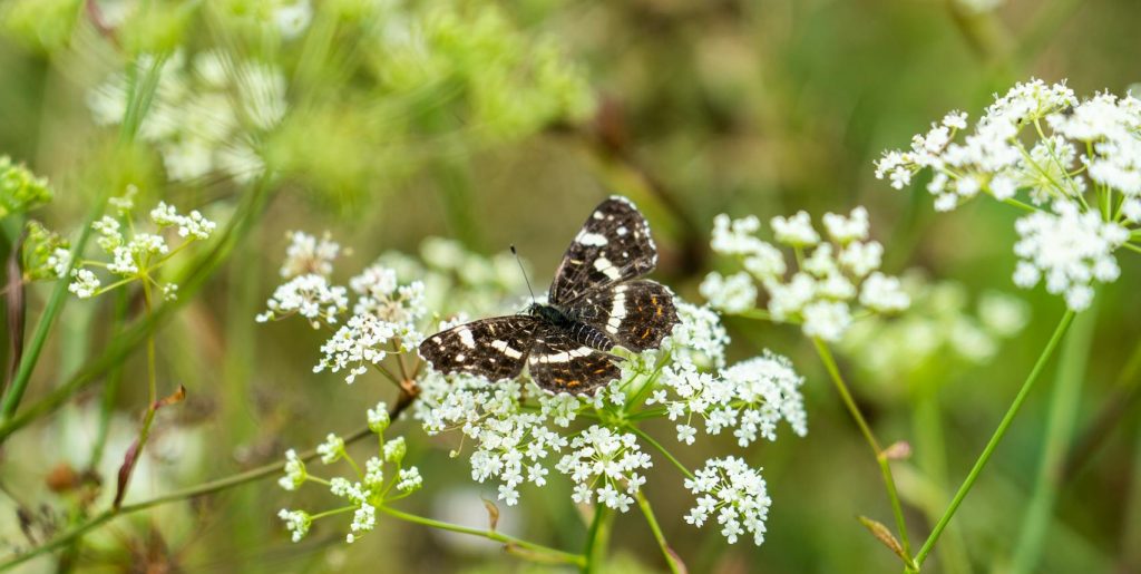 A butterfly perched on white wildflowers in a sunlit summer meadow.