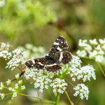 A butterfly perched on white wildflowers in a sunlit summer meadow.
