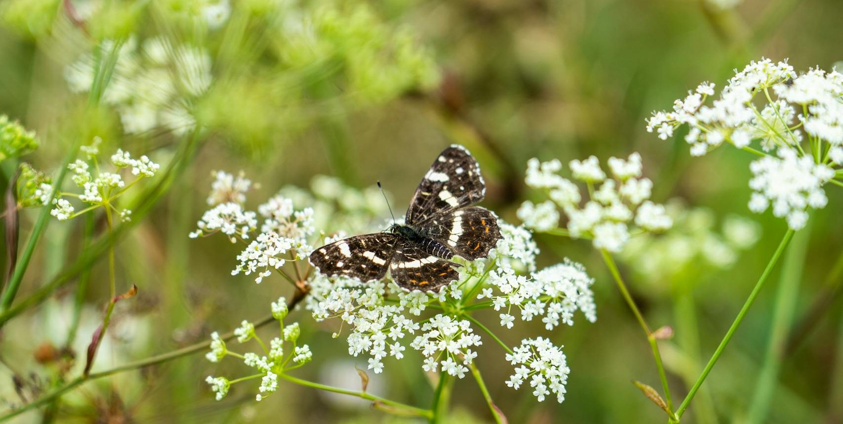 A butterfly perched on white wildflowers in a sunlit summer meadow.